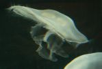 PICTURES/Tennessee Aquarium in Chattanooga/t_Fairy Jellyfish.JPG